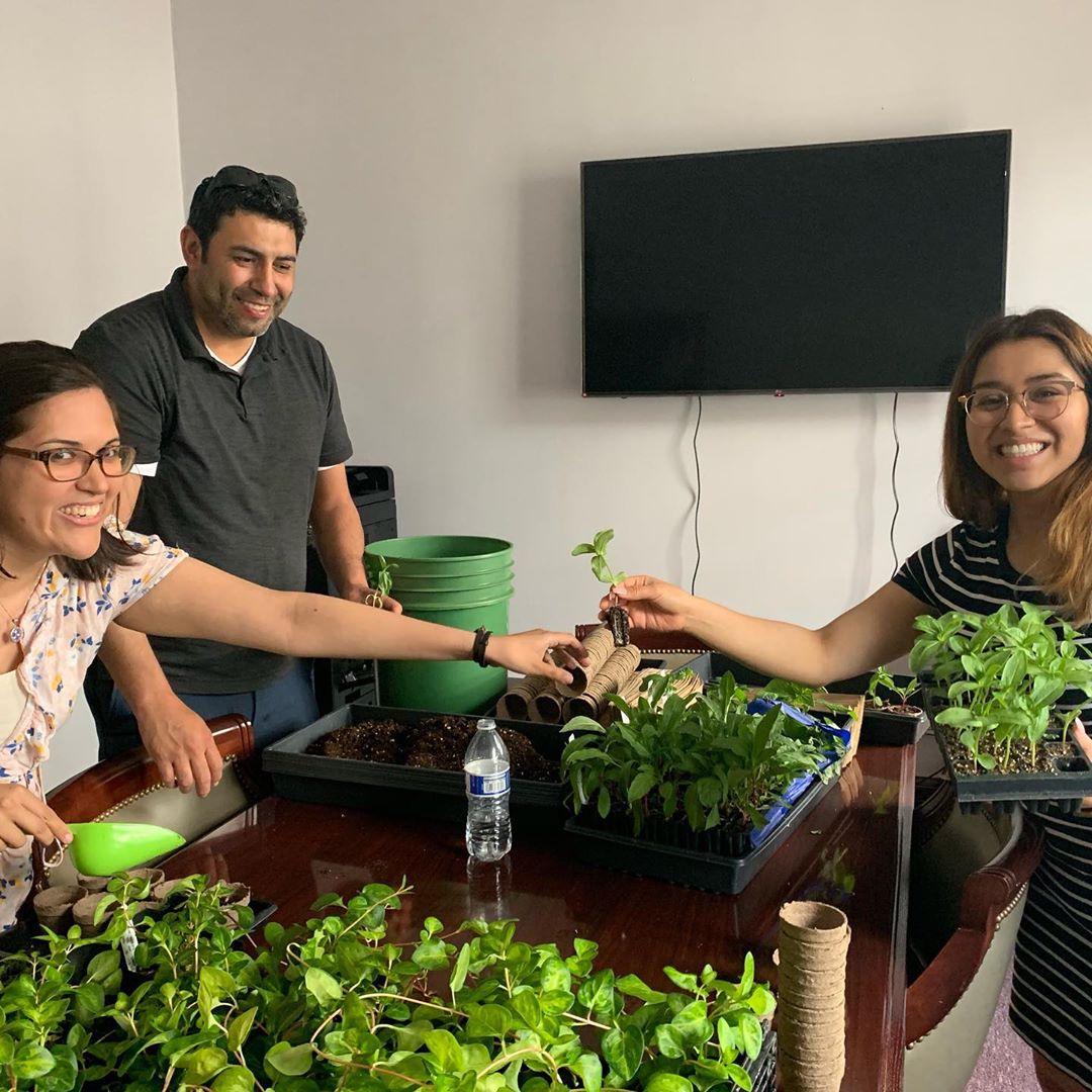 As a token of gratitude for participating in a focus group, the Chicago Botanic Garden gifted the LP staff plants of their own just in time for planting season. 
@chicagobotanic